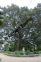 Großblättriger Feigenbaum, Ficus macrophylla, Moraceae, Ficus macrophylla, Großblättriger Feigenbaum, Blühend Kauf von 06382_ficus_macrophylla_img_2126.jpg