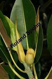 Großblättriger Feigenbaum, Ficus macrophylla, Moraceae, Ficus macrophylla, Großblättriger Feigenbaum, Blühend Kauf von 06382ficus_macrophyllaimg_4873.jpg