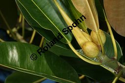 Großblättriger Feigenbaum, Ficus macrophylla, Moraceae, Ficus macrophylla, Großblättriger Feigenbaum, Blühend Kauf von 06382ficus_macrophyllaimg_4874.jpg