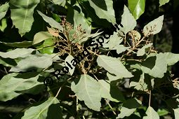 Lichtnussbaum, Aleurites moluccana, Euphorbiaceae, Aleurites moluccana, Lichtnussbaum, unreif fruchtend Kauf von 06383aleurites_moluccanaimg_4875.jpg