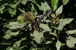 Lichtnussbaum, Aleurites moluccana, Euphorbiaceae, Aleurites moluccana, Lichtnussbaum, unreif fruchtend Kauf von 06383aleurites_moluccanaimg_4876.jpg