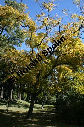 Drummonds Seifenbaum, Sapindus drummondii, Sapindaceae, Sapindus drummondii, Drummonds Seifenbaum, Beblättert, Herbstfärbung Kauf von 06385sapindus_drummondiiimg_4881.jpg