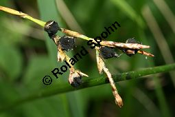 Gefingerte Segge, Finger-Segge, Carex digitata, mit Blüten-Brandpilz Kauf von 06389carex_digitataimg_7453.jpg