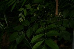 Jamaika-Bitterholzbaum, Picrasma excelsa, Simaroubaceae, Picrasma excelsa, Quassia excelsa, Quassia polygama, Jamaika-Bitterholzbaum, Jamaika-Quassiabaum, Stamm Kauf von 06392picrasma_excelsaimg_2924.jpg