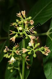 Jamaika-Bitterholzbaum, Picrasma excelsa, Simaroubaceae, Picrasma excelsa, Quassia excelsa, Quassia polygama, Jamaika-Bitterholzbaum, Jamaika-Quassiabaum, Stamm Kauf von 06392picrasma_excelsaimg_2927.jpg