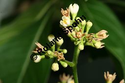 Jamaika-Bitterholzbaum, Picrasma excelsa, Simaroubaceae, Picrasma excelsa, Quassia excelsa, Quassia polygama, Jamaika-Bitterholzbaum, Jamaika-Quassiabaum, Stamm Kauf von 06392picrasma_excelsaimg_2940.jpg