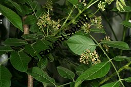 Jamaika-Bitterholzbaum, Picrasma excelsa, Simaroubaceae, Picrasma excelsa, Quassia excelsa, Quassia polygama, Jamaika-Bitterholzbaum, Jamaika-Quassiabaum, Stamm Kauf von 06392picrasma_excelsaimg_2942.jpg