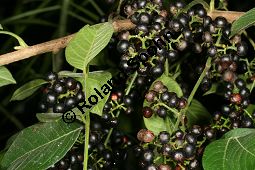 Jamaika-Bitterholzbaum, Picrasma excelsa, Simaroubaceae, Picrasma excelsa, Quassia excelsa, Quassia polygama, Jamaika-Bitterholzbaum, Jamaika-Quassiabaum, Stamm Kauf von 06392picrasma_excelsaimg_5940.jpg