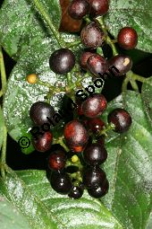 Jamaika-Bitterholzbaum, Picrasma excelsa, Simaroubaceae, Picrasma excelsa, Quassia excelsa, Quassia polygama, Jamaika-Bitterholzbaum, Jamaika-Quassiabaum, Stamm Kauf von 06392picrasma_excelsaimg_5942.jpg