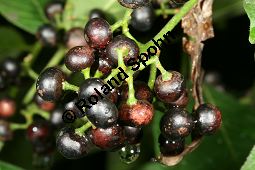 Jamaika-Bitterholzbaum, Picrasma excelsa, Simaroubaceae, Picrasma excelsa, Quassia excelsa, Quassia polygama, Jamaika-Bitterholzbaum, Jamaika-Quassiabaum, Stamm Kauf von 06392picrasma_excelsaimg_5943.jpg