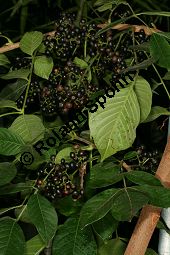 Jamaika-Bitterholzbaum, Picrasma excelsa, Simaroubaceae, Picrasma excelsa, Quassia excelsa, Quassia polygama, Jamaika-Bitterholzbaum, Jamaika-Quassiabaum, Stamm Kauf von 06392picrasma_excelsaimg_5944.jpg