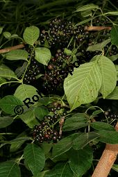 Jamaika-Bitterholzbaum, Picrasma excelsa, Simaroubaceae, Picrasma excelsa, Quassia excelsa, Quassia polygama, Jamaika-Bitterholzbaum, Jamaika-Quassiabaum, Stamm Kauf von 06392picrasma_excelsaimg_5945.jpg