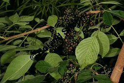 Jamaika-Bitterholzbaum, Picrasma excelsa, Simaroubaceae, Picrasma excelsa, Quassia excelsa, Quassia polygama, Jamaika-Bitterholzbaum, Jamaika-Quassiabaum, Stamm Kauf von 06392picrasma_excelsaimg_5946.jpg