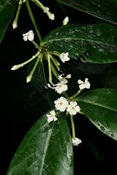 Carissa spectabilis, Toxicophlaea spectabilis, Apocynaceae, Carissa spectabilis, Toxicophlaea spectabilis, Blühend Kauf von 06393carissa_spectabilisimg_5186.jpg