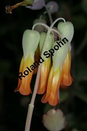 Lockerblütige Kalanchoe, Kalanchoe laxiflora, Crassulaceae, Kalanchoe laxiflora, Lockerblütige Kalanchoe, Blühend Kauf von 06394kalanchoe_laxifloraimg_5194.jpg