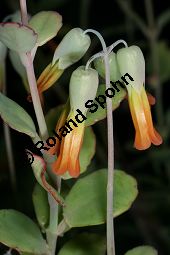 Lockerblütige Kalanchoe, Kalanchoe laxiflora, Crassulaceae, Kalanchoe laxiflora, Lockerblütige Kalanchoe, Blühend Kauf von 06394kalanchoe_laxifloraimg_5195.jpg