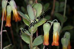 Lockerblütige Kalanchoe, Kalanchoe laxiflora, Crassulaceae, Kalanchoe laxiflora, Lockerblütige Kalanchoe, Blühend Kauf von 06394kalanchoe_laxifloraimg_5196.jpg