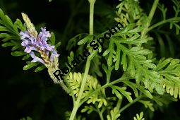 Kanaren-Lavendel, Lavandula canariensis, Lamiaceae, Lavandula canariensis, Kanaren-Lavendel, Blühend Kauf von 06395lavandula_canariensisimg_5200.jpg
