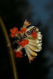 Orientalischer Papierstrauch, Edgeworthia papyrifera 'Rubra', Thymelaeaceae, Edgeworthia papyrifera 'Rubra', Orientalischer Papierstrauch, Blühend Kauf von 06400edgeworthia_papyrifera_rubraimg_5325.jpg