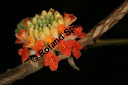 Orientalischer Papierstrauch, Edgeworthia papyrifera 'Rubra', Thymelaeaceae, Edgeworthia papyrifera 'Rubra', Orientalischer Papierstrauch, Blühend Kauf von 06400edgeworthia_papyrifera_rubraimg_5326.jpg