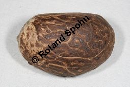 Elfenbein-Palme, Steinnuss-Palme, Phytelephas macrocarpa, Palmae, Phytelephas macrocarpa, Steinnuss-Palme, Elfenbeinpalme, Pflanzliches Elfenbein Kauf von 06406phytelephas_macrocarpaimg_5542.jpg