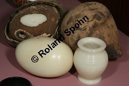 Elfenbein-Palme, Steinnuss-Palme, Phytelephas macrocarpa, Palmae, Phytelephas macrocarpa, Steinnuss-Palme, Elfenbeinpalme, Pflanzliches Elfenbein Kauf von 06406phytelephas_macrocarpaimg_8909.jpg