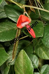 Dunkle Purpurbohne, Kennedia rubicunda, Fabaceae, Kennedia rubicunda, Dunkle Purpurbohne, fruchtend Kauf von 06407_kennedia_rubicunda_img_1107.jpg
