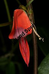 Dunkle Purpurbohne, Kennedia rubicunda, Fabaceae, Kennedia rubicunda, Dunkle Purpurbohne, fruchtend Kauf von 06407kennedia_rubicundaimg_5553.jpg