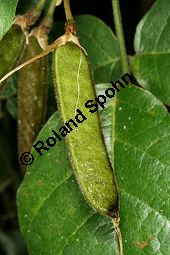 Dunkle Purpurbohne, Kennedia rubicunda, Fabaceae, Kennedia rubicunda, Dunkle Purpurbohne, fruchtend Kauf von 06407kennedia_rubicundaimg_5554.jpg