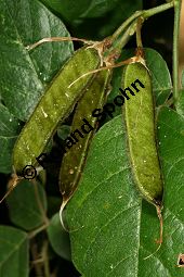 Dunkle Purpurbohne, Kennedia rubicunda, Fabaceae, Kennedia rubicunda, Dunkle Purpurbohne, fruchtend Kauf von 06407kennedia_rubicundaimg_5555.jpg