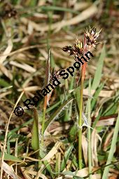 Feld-Hainsimse, Hasenbrot, Luzula campestris, Juncaceae, Luzula campestris, Feld-Hainsimse, Hasenbrot Kauf von 06410luzula_campestrisimg_5690.jpg