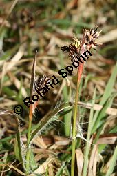 Feld-Hainsimse, Hasenbrot, Luzula campestris, Juncaceae, Luzula campestris, Feld-Hainsimse, Hasenbrot Kauf von 06410luzula_campestrisimg_5691.jpg