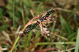 Feld-Hainsimse, Hasenbrot, Luzula campestris, Juncaceae, Luzula campestris, Feld-Hainsimse, Hasenbrot Kauf von 06410luzula_campestrisimg_5692.jpg