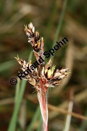 Feld-Hainsimse, Hasenbrot, Luzula campestris, Juncaceae, Luzula campestris, Feld-Hainsimse, Hasenbrot Kauf von 06410luzula_campestrisimg_5693.jpg