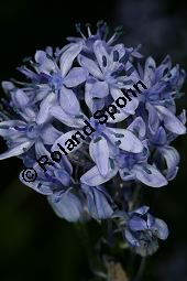 Italienischer Blaustern, Hyacinthoides italica Kauf von 06412hyacinthoides_italicaimg_5758.jpg