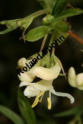 Duftende Heckenkirsche, Lonicera fragrantissima, Caprifoliaceae, Lonicera fragrantissima, Duftende Heckenkirsche, Blühend Kauf von 06413lonicera_fragrantissimaimg_5765.jpg