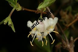 Duftende Heckenkirsche, Lonicera fragrantissima, Caprifoliaceae, Lonicera fragrantissima, Duftende Heckenkirsche, Blühend Kauf von 06413lonicera_fragrantissimaimg_5766.jpg