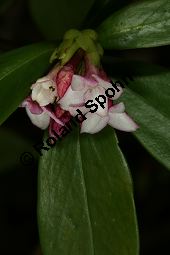 Duftender Seidelbast, Daphne odora, Thymelaeaceae, Daphne odora, Duftender Seidelbast, Blühend Kauf von 06414daphne_odoraimg_5769.jpg