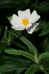 Montpelier-Zistrose, Cistus monspeliensis Kauf von 06419cistus_monspeliensisimg_5980.jpg