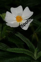 Montpelier-Zistrose, Cistus monspeliensis Kauf von 06419cistus_monspeliensisimg_5981.jpg