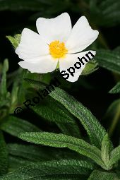 Montpelier-Zistrose, Cistus monspeliensis Kauf von 06419cistus_monspeliensisimg_5982.jpg