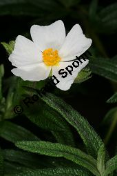 Montpelier-Zistrose, Cistus monspeliensis Kauf von 06419cistus_monspeliensisimg_5983.jpg