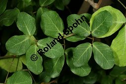 Pithecellobium ungi-catii Kauf von 06423pithecellobium_ungi-catiiimg_6170.jpg