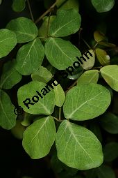 Pithecellobium ungi-catii Kauf von 06423pithecellobium_ungi-catiiimg_6171.jpg