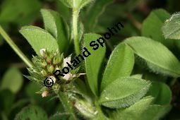 Gestreifter Klee, Trifolium striatum Kauf von 06425trifolium_striatumimg_6209.jpg