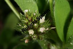 Gestreifter Klee, Trifolium striatum Kauf von 06425trifolium_striatumimg_6211.jpg
