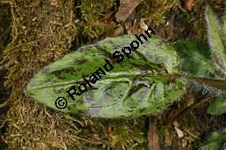 Wald-Habichtskraut, Hieracium murorum, Hieracium sylvaticum Kauf von 06430hieracium_murorumimg_6340.jpg