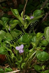 Wunder-Veilchen, Viola mirabilis Kauf von 06431viola_mirabilisimg_6401.jpg