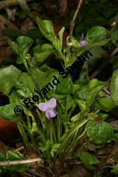 Wunder-Veilchen, Viola mirabilis Kauf von 06431viola_mirabilisimg_6402.jpg