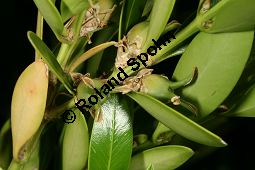Poleiblättrige Lorbeerrose, Kalmia polifolia, Ericaceae, Kalmia polifolia, Poleiblättrige Lorbeerrose, Blühend Kauf von 06435_buxus_balearica_img_0377.jpg